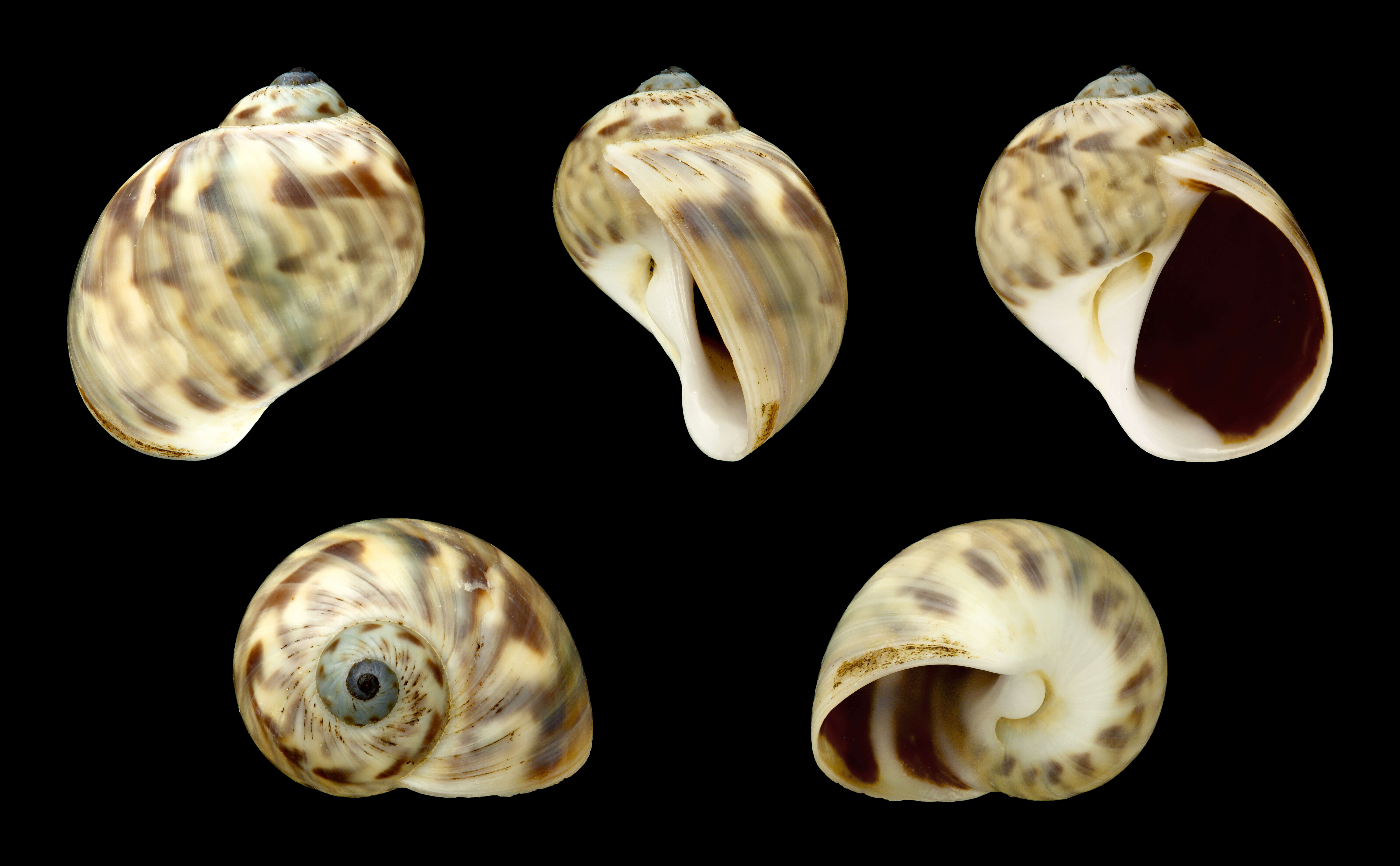 Image of Notocochlis chemnitzii (L. Pfeiffer 1840)