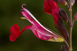 Image of autumn sage