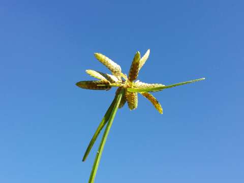 Image of Yellow Flat Sedge