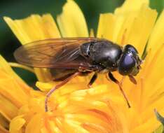 صورة Cheilosia fraterna (Meigen 1830)