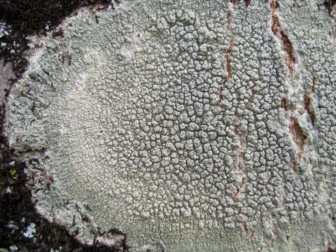 Image of Pertusaria pertusa