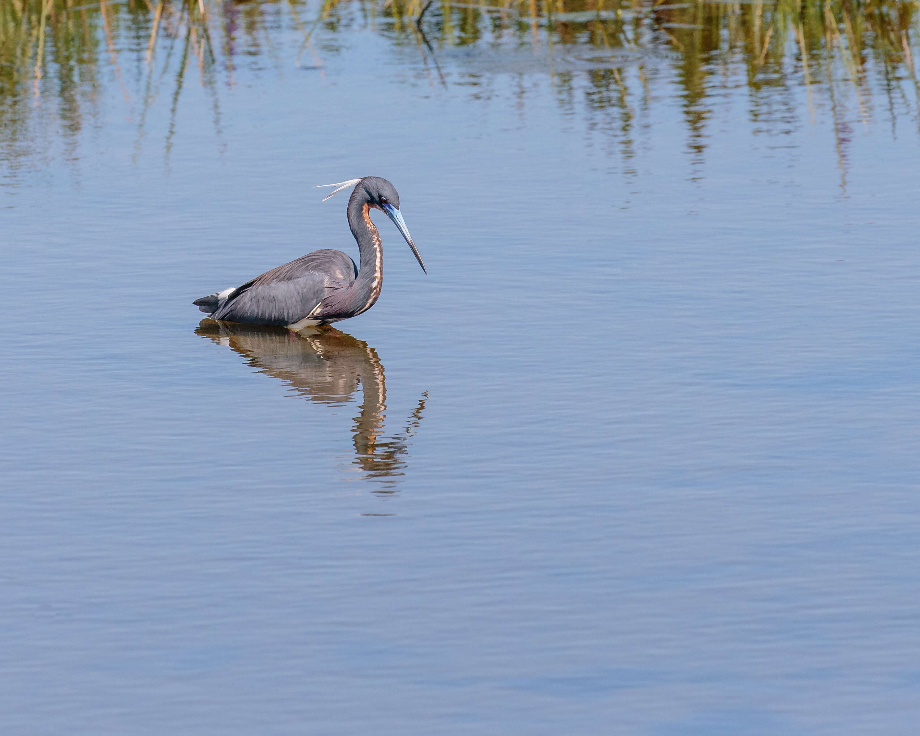 Image de Aigrette tricolore