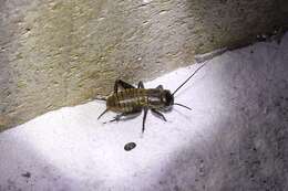 Image of Field cricket