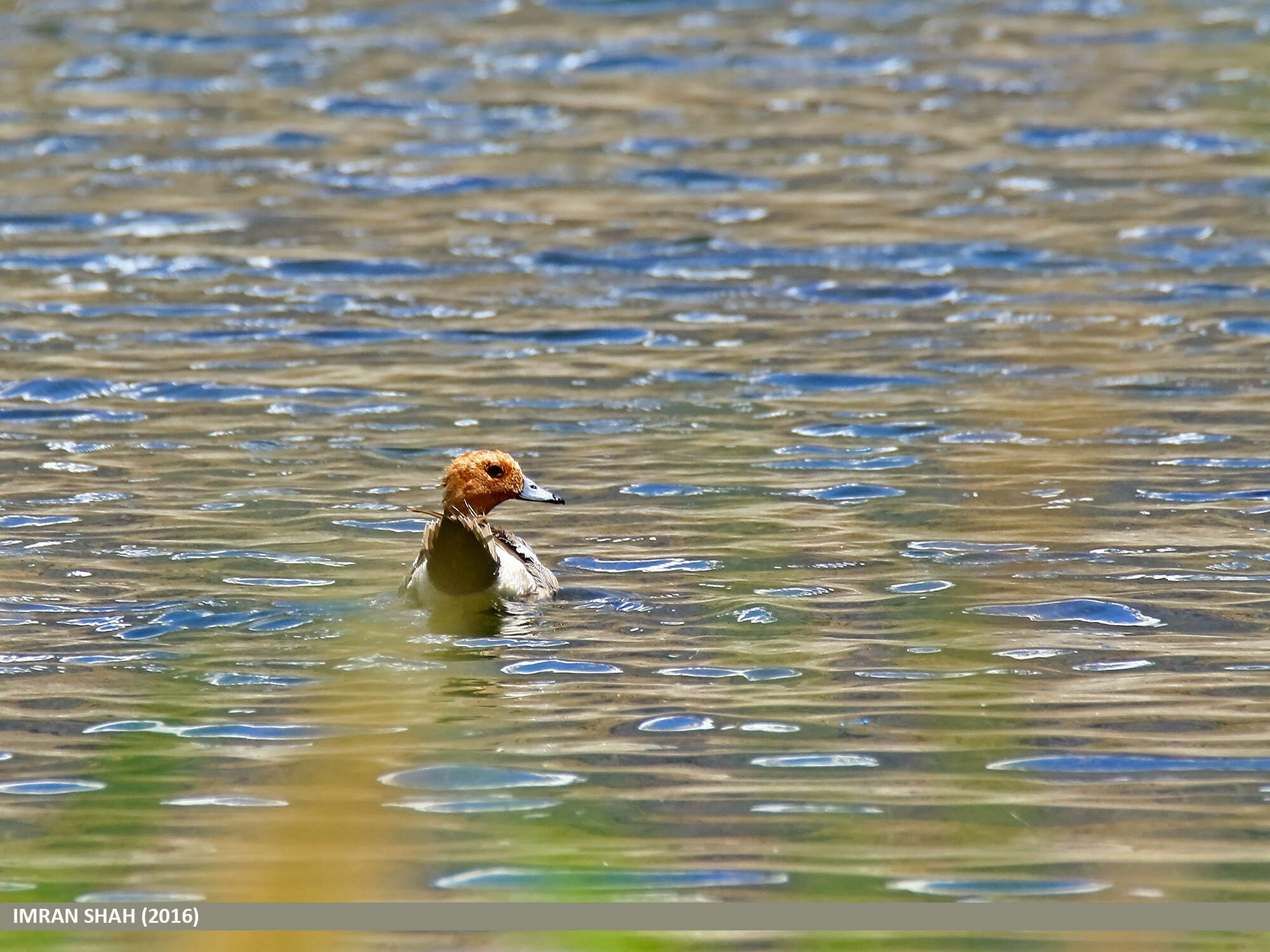 Image of Eurasian Wigeon