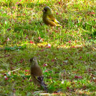 Image of Grey-capped Greenfinch