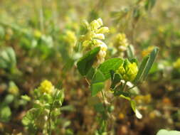 Image of field clover