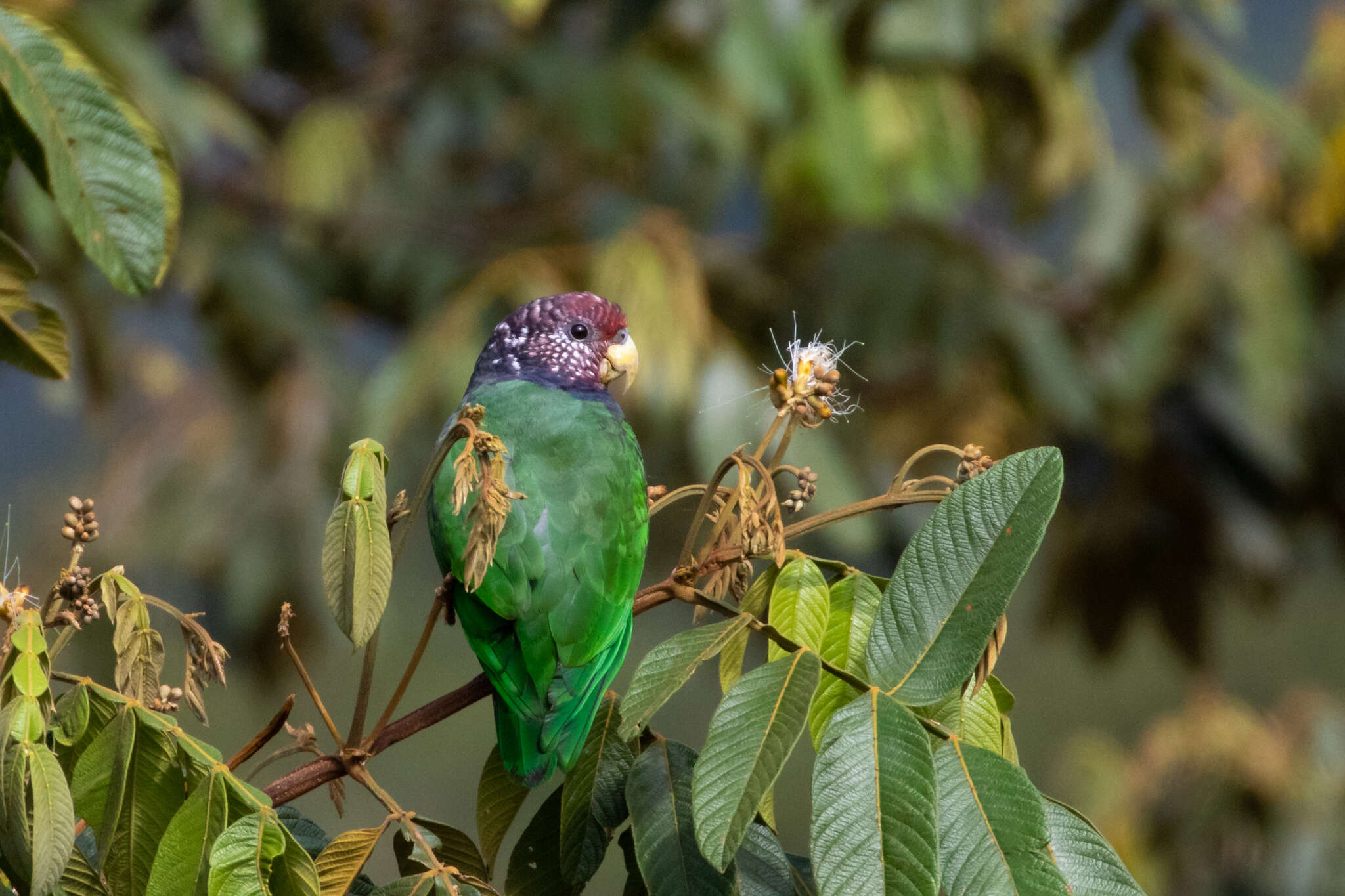 Image of Speckle-faced Parrot