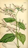 Image of umbel clerodendrum