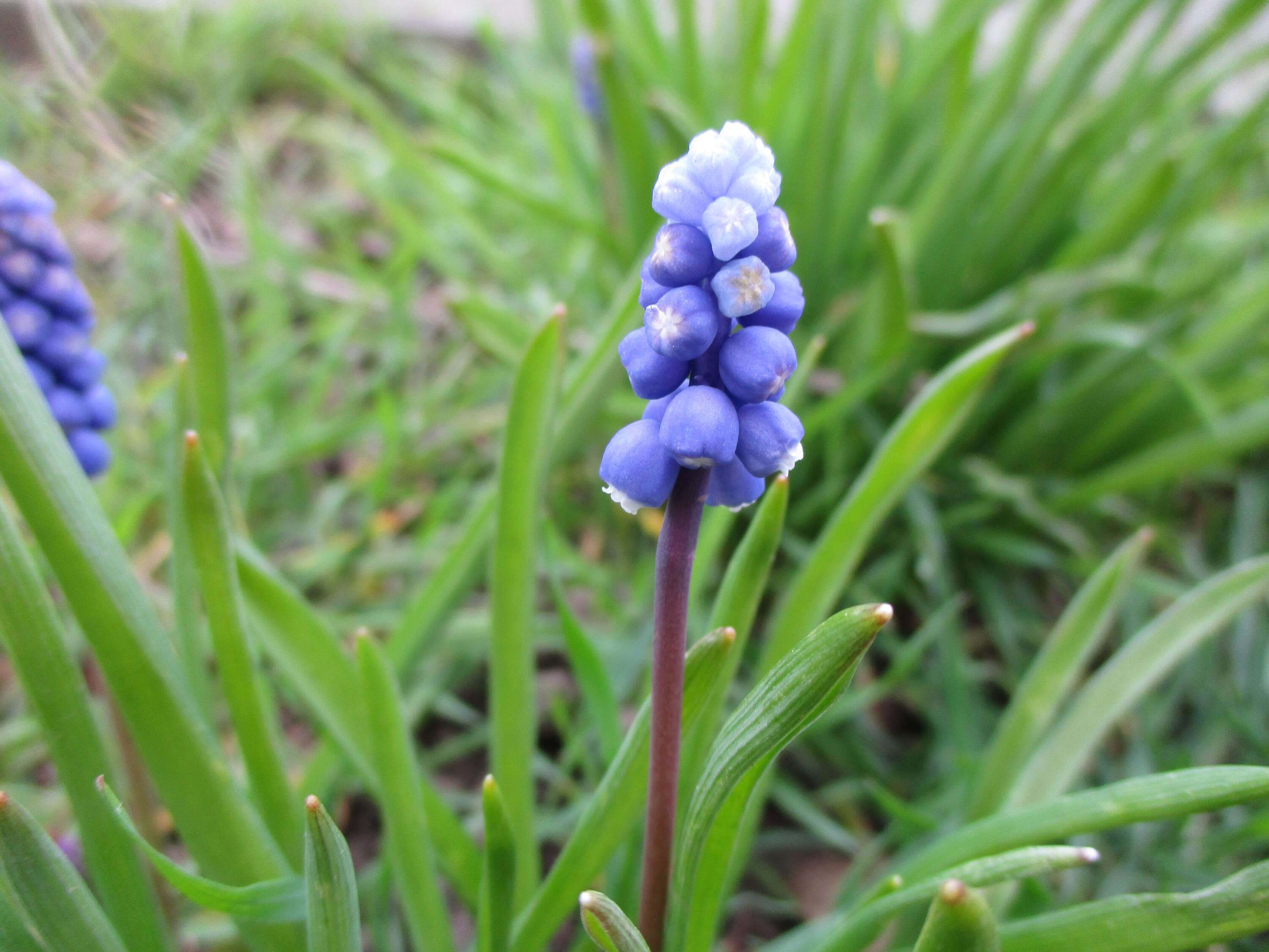 Imagem de Muscari armeniacum H. J. Veitch