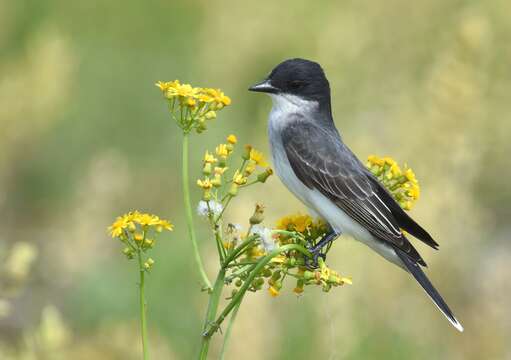 Image of Eastern Kingbird