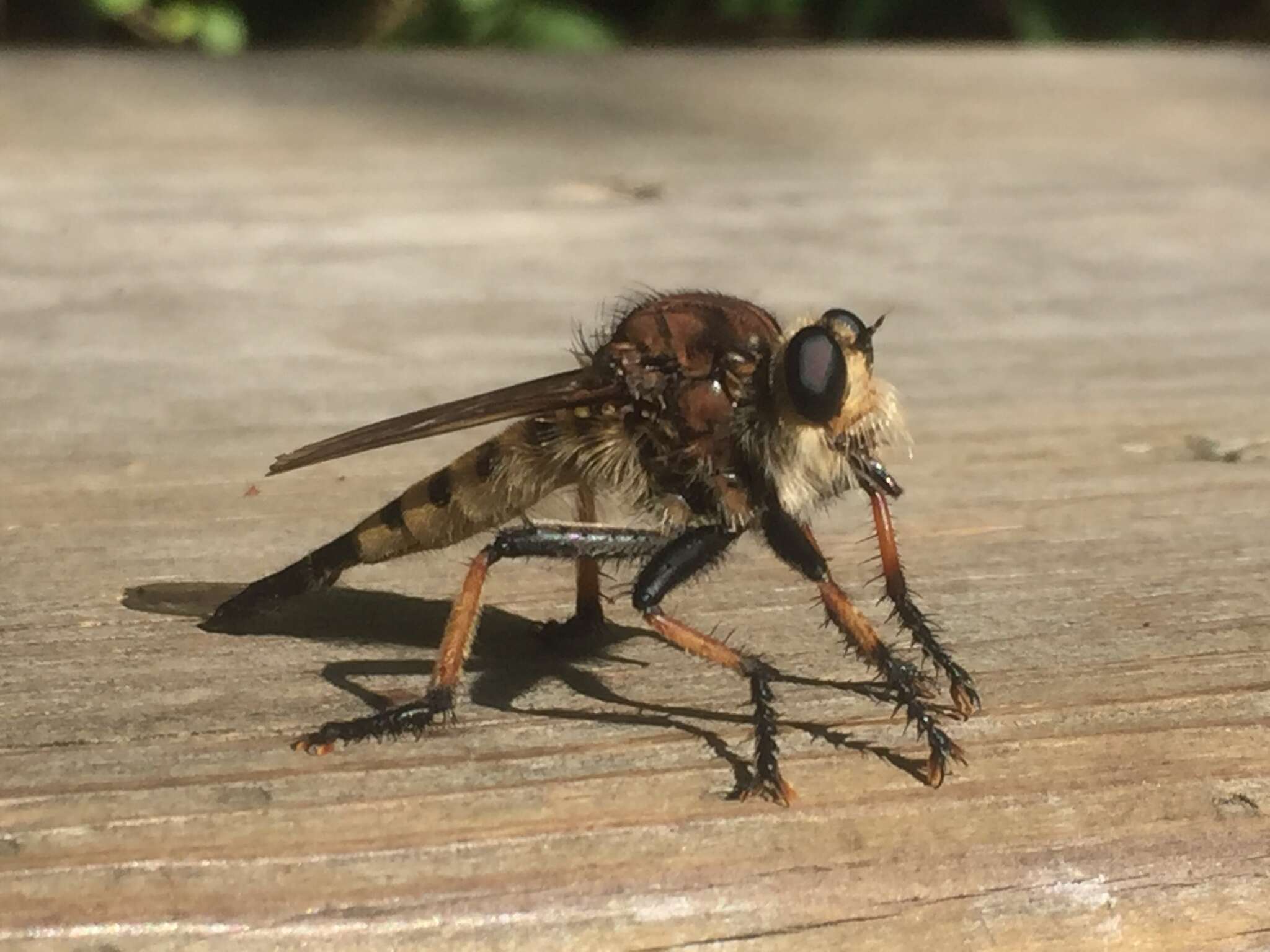 Image of Red-footed Cannibalfly