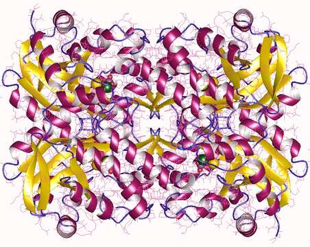 Imagem de Thermus thermophilus