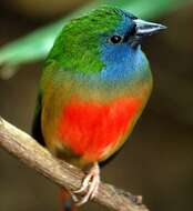 Image of Pin-tailed Parrot-Finch