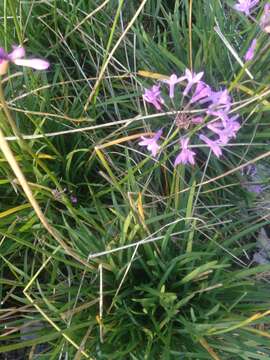 Tulbaghia violacea Harv. resmi