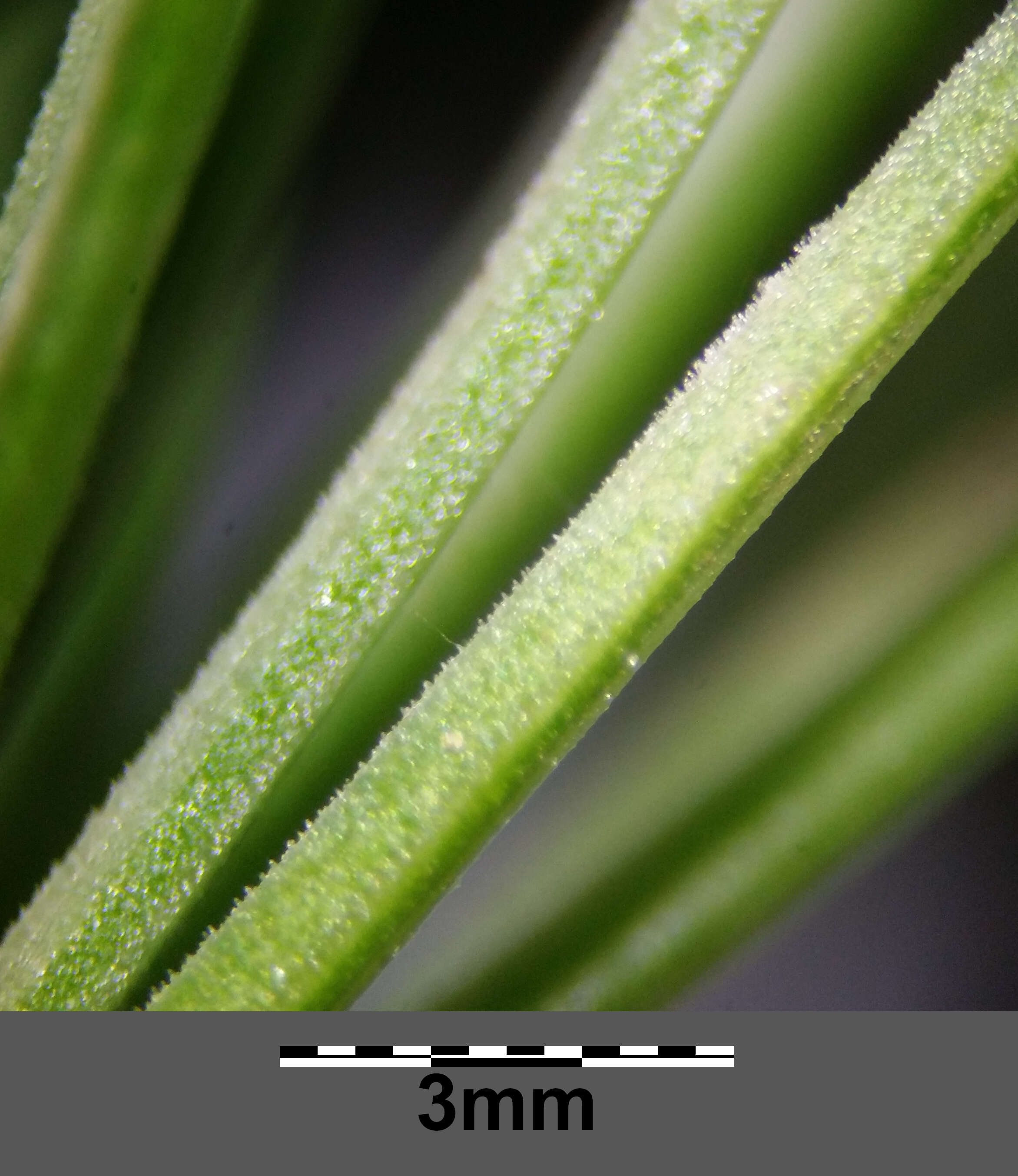 Image of little-leaf angelica