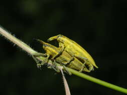 صورة Lixus paraplecticus (Linnaeus & C. 1758)