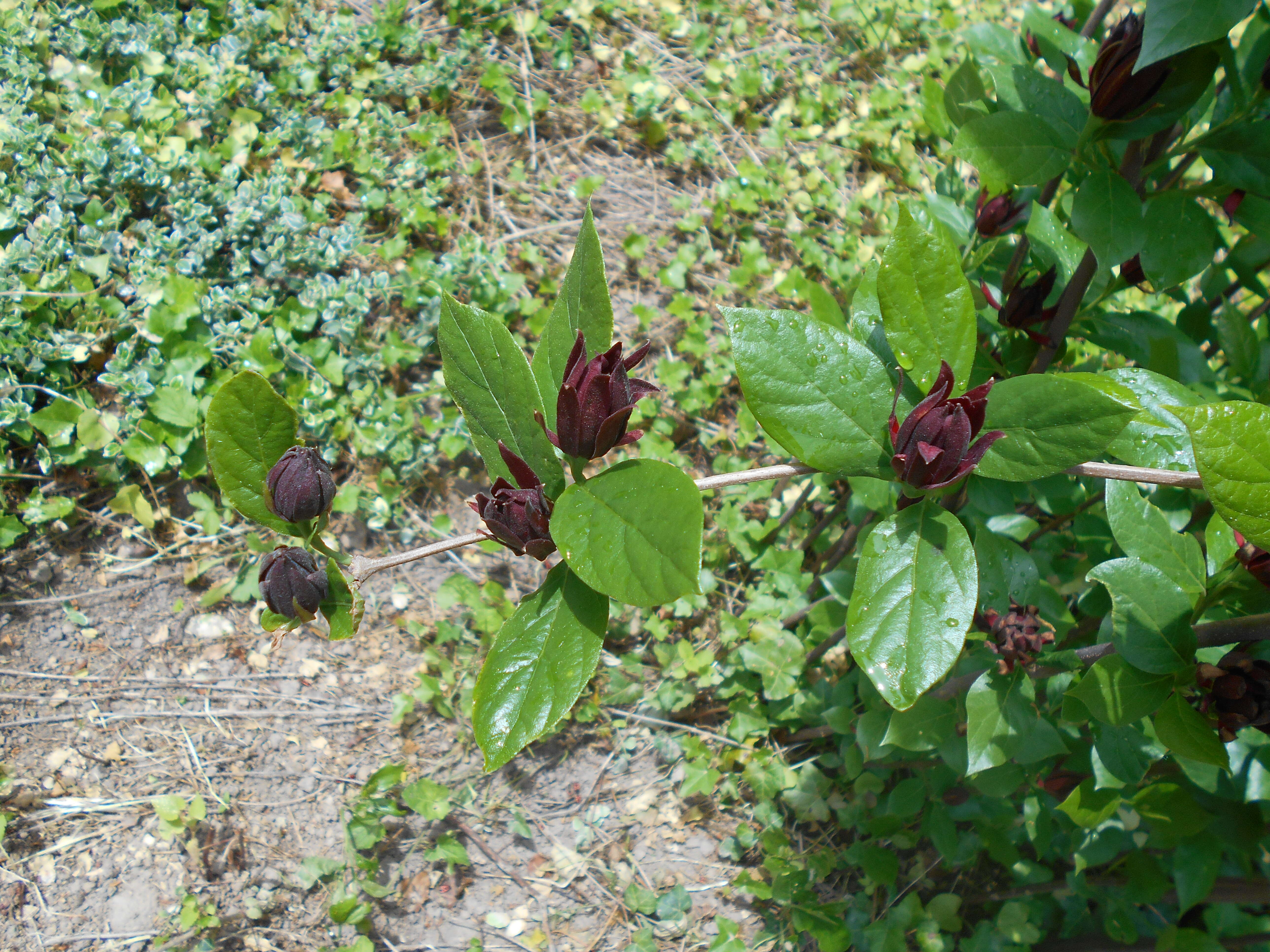 Image de Calycanthus floridus L.