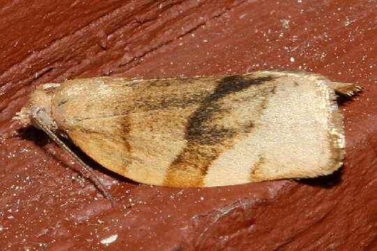 Image of barred fruit-tree tortrix