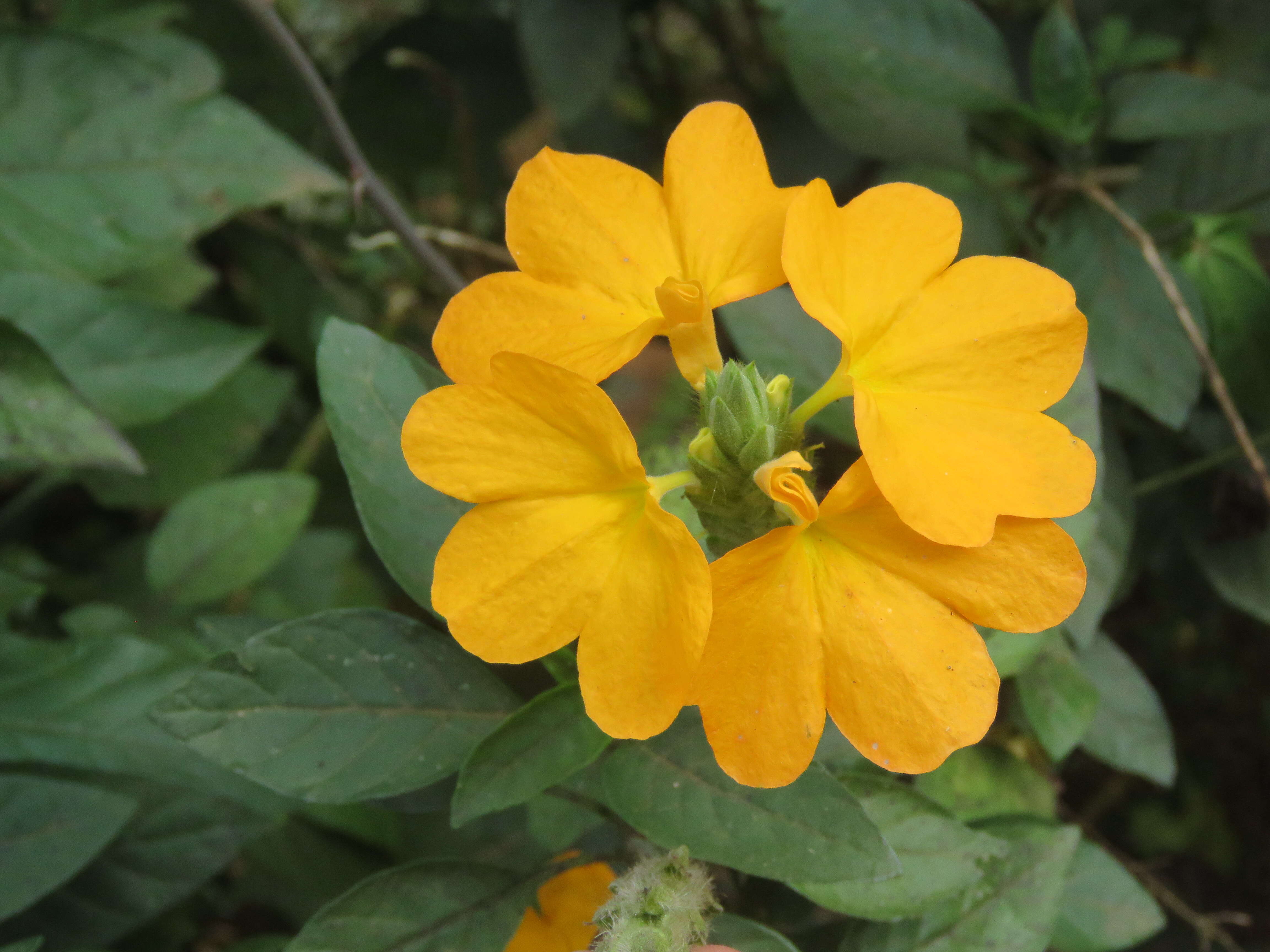 Image of Crossandra infundibuliformis (L.) Nees