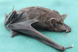 Image of Seychelles Sheath-tailed Bat