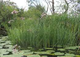 Image of flowering rush family