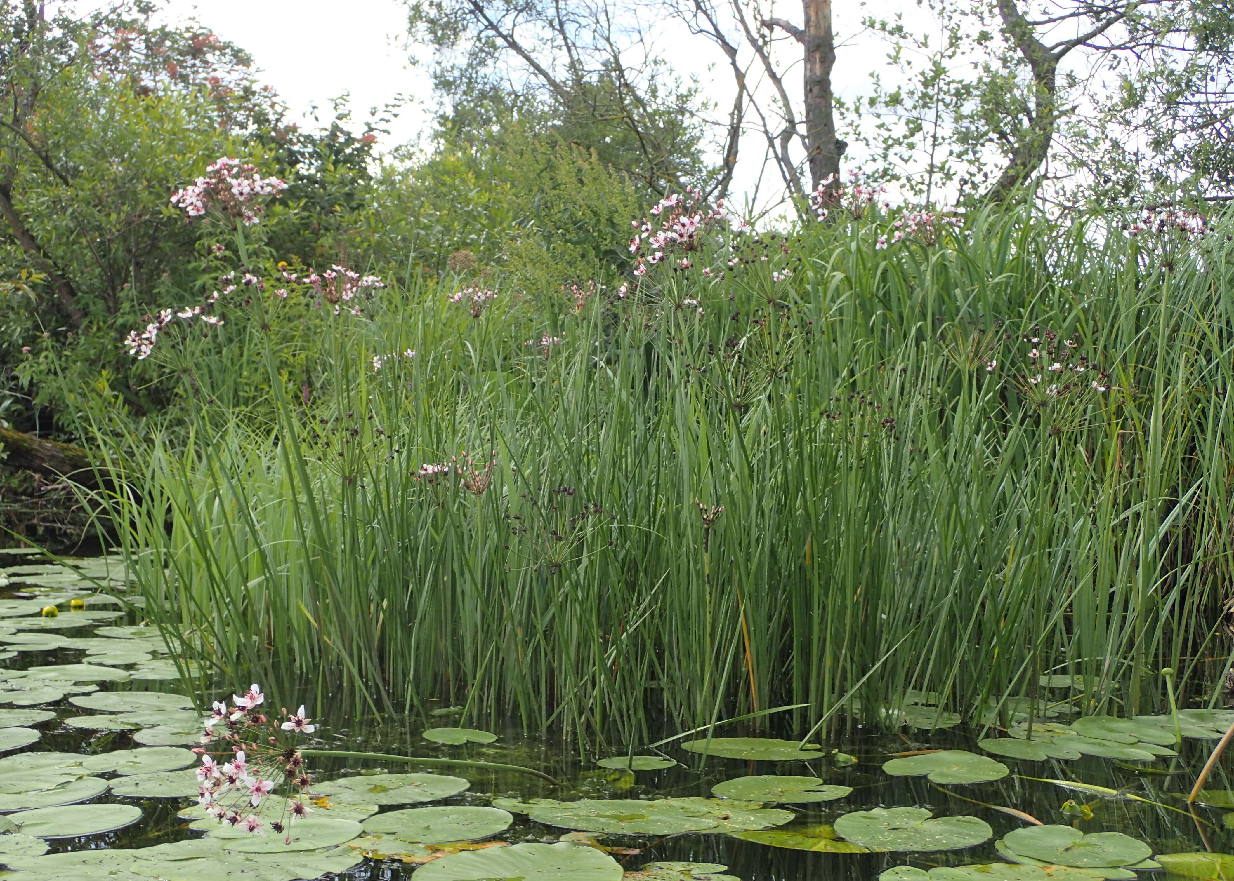 Image of flowering rush family