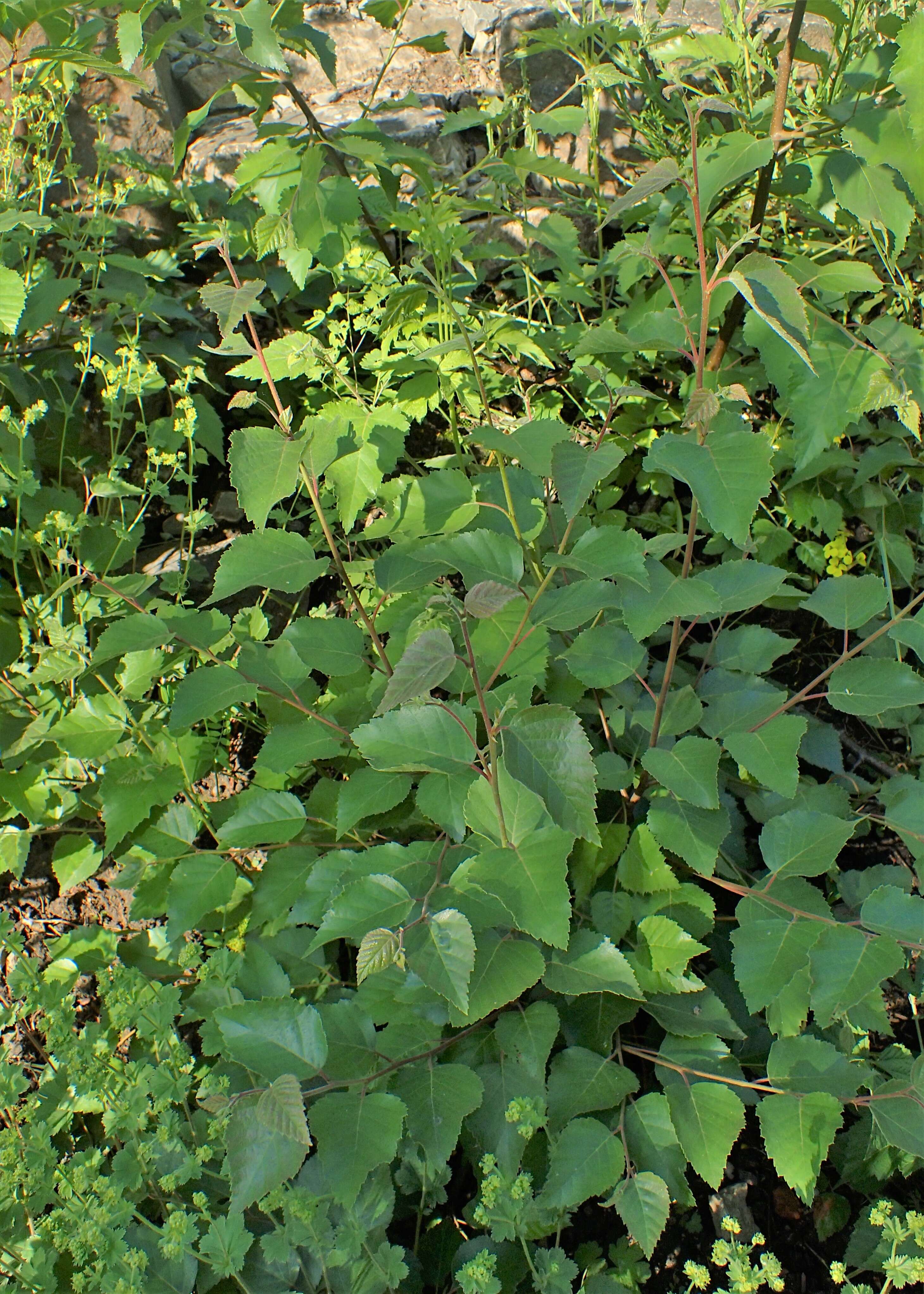 Image of Betula medwediewii Regel