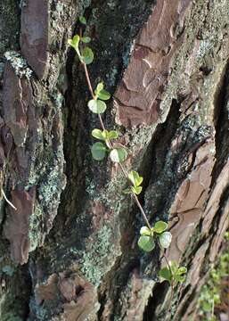 Image of Twinflower