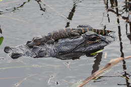 Image of alligators