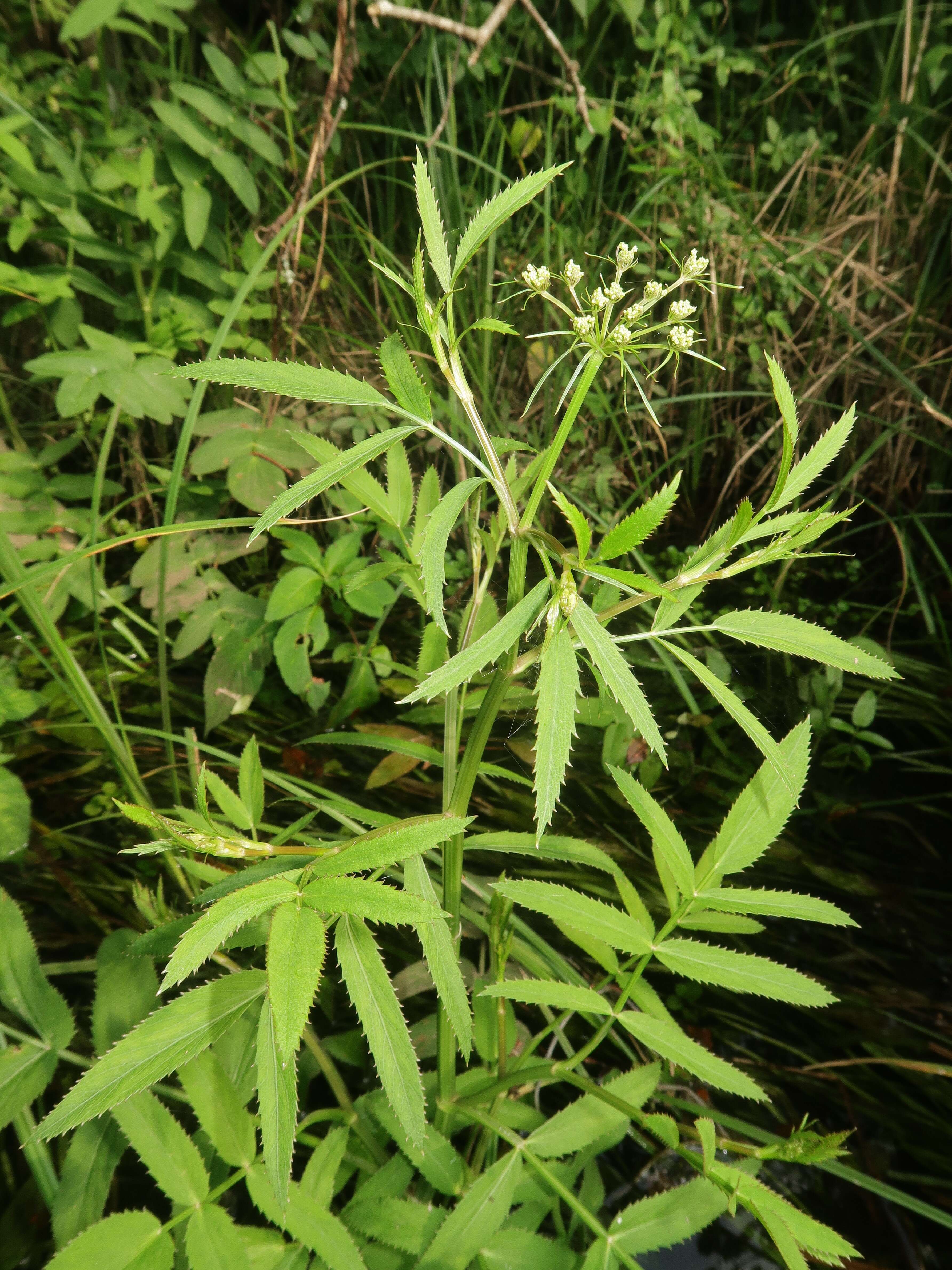 Image of hemlock waterparsnip