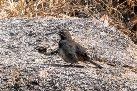 Image of Five-striped Sparrow