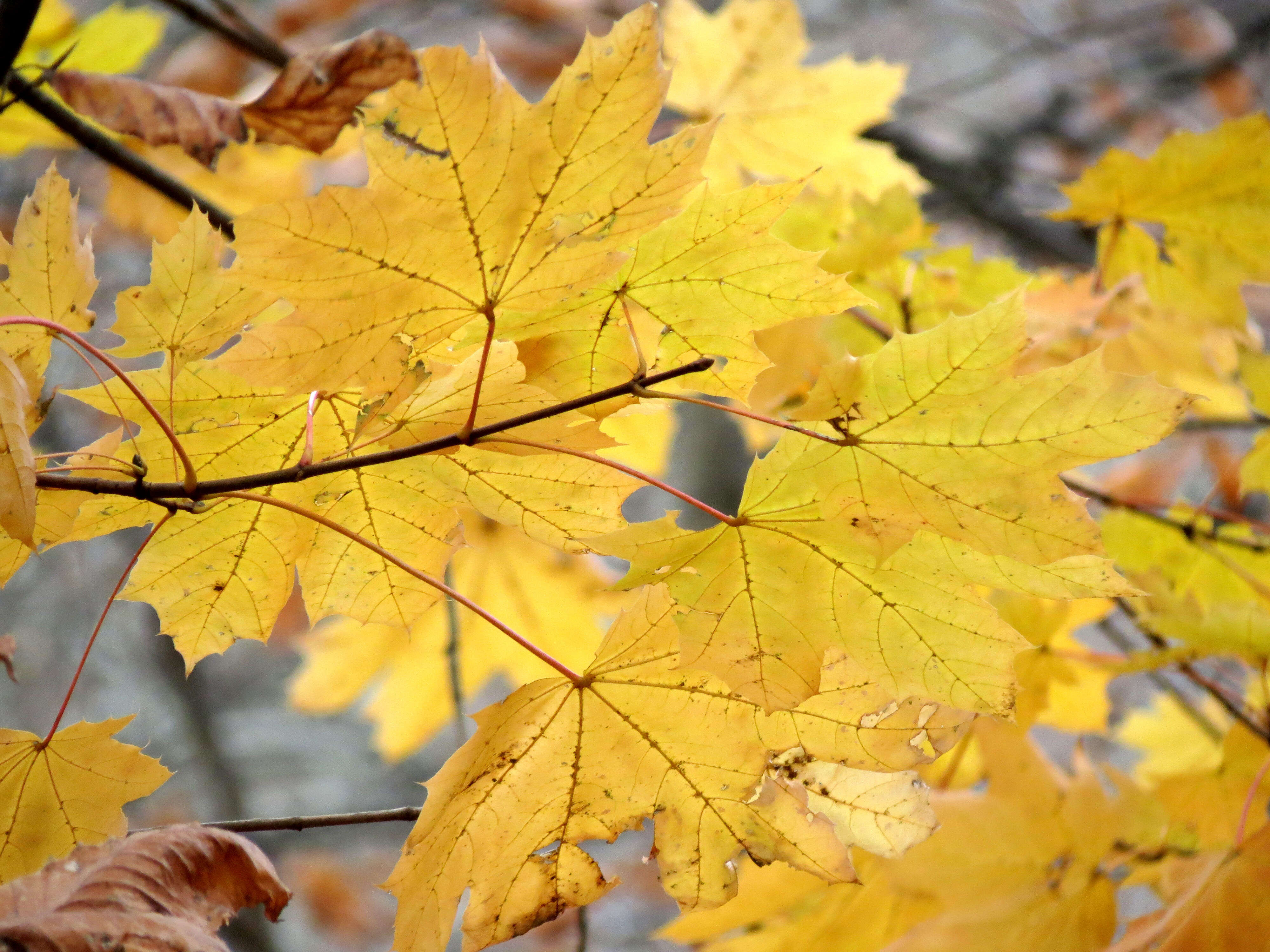 Image of Norway Maple