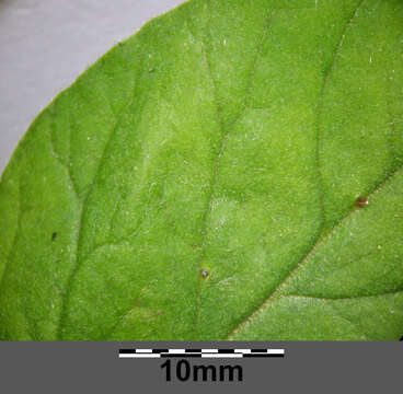 Image of Dotted Loosestrife