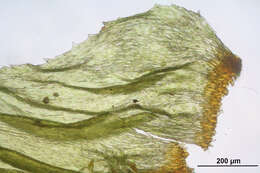 Image of hylocomiastrum moss