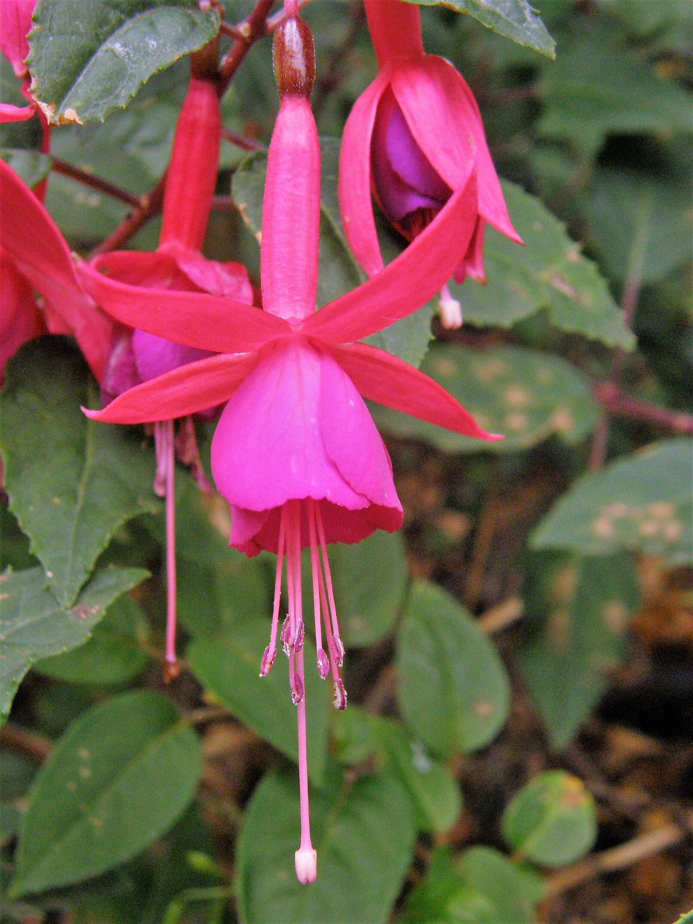 Fuchsia magellanica Lam. resmi