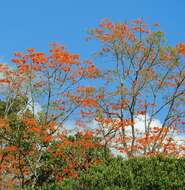 Imagem de Erythrina poeppigiana (Walp.) O. F. Cook