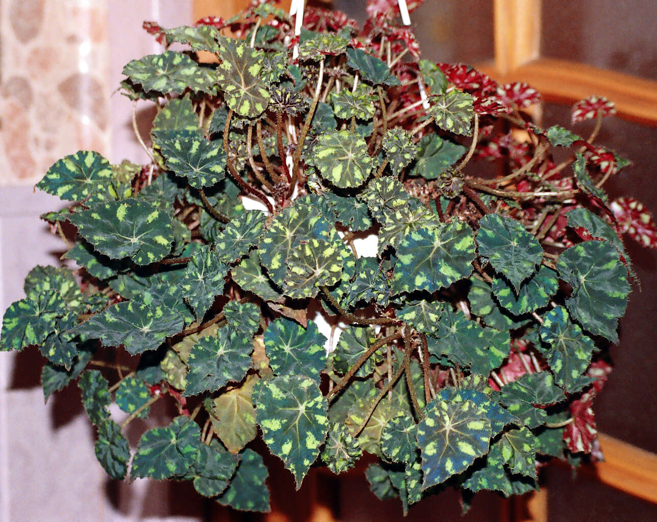 Image of Begonia bowerae Ziesenh.