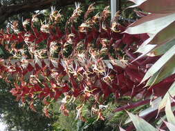 Image of Alcantarea imperialis (Carrière) Harms