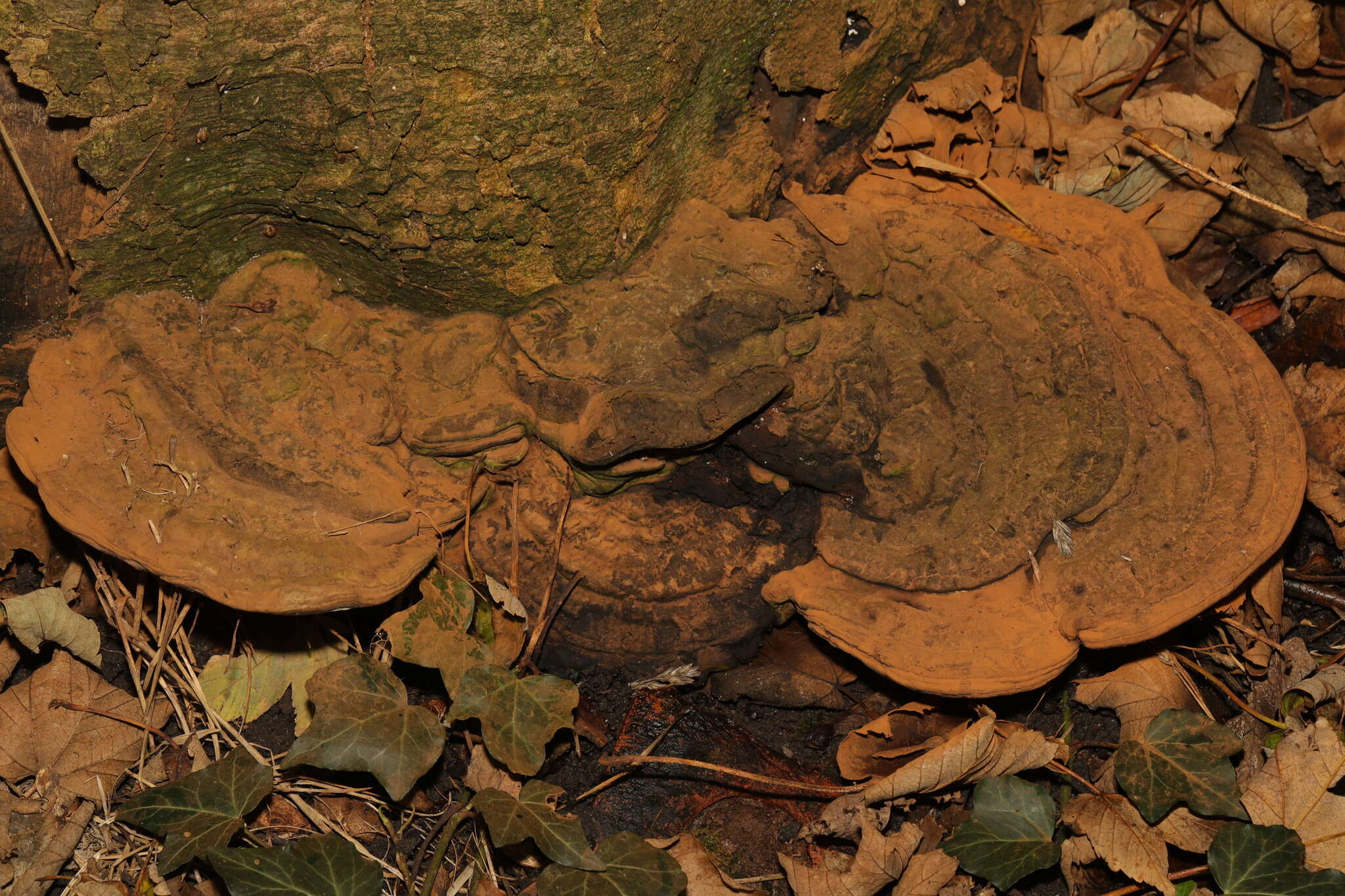 Image of Ganoderma applanatum