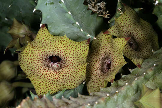 Imagem de Ceropegia thuretii (F. Cels) Bruyns