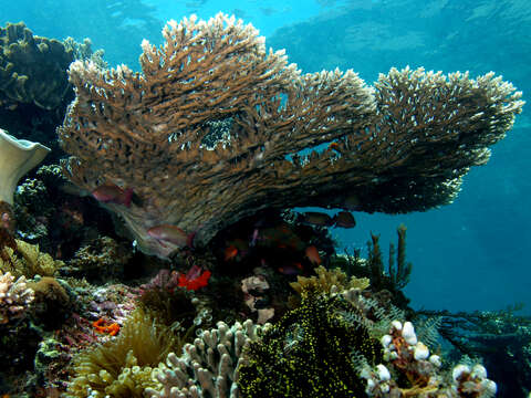 Image of Acropora latistella (Brook 1892)