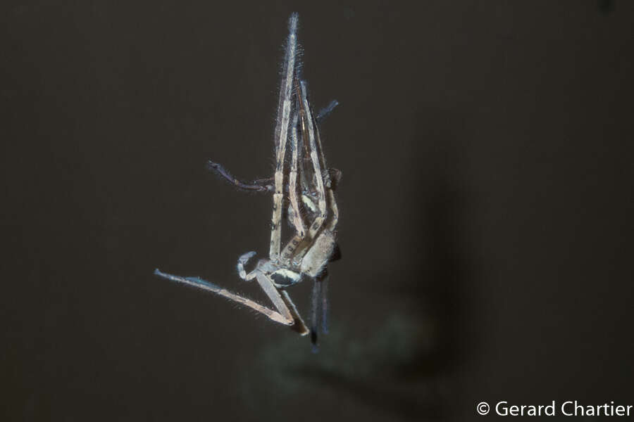 Image of Huntsman spider