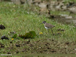 Image of Green Sandpiper