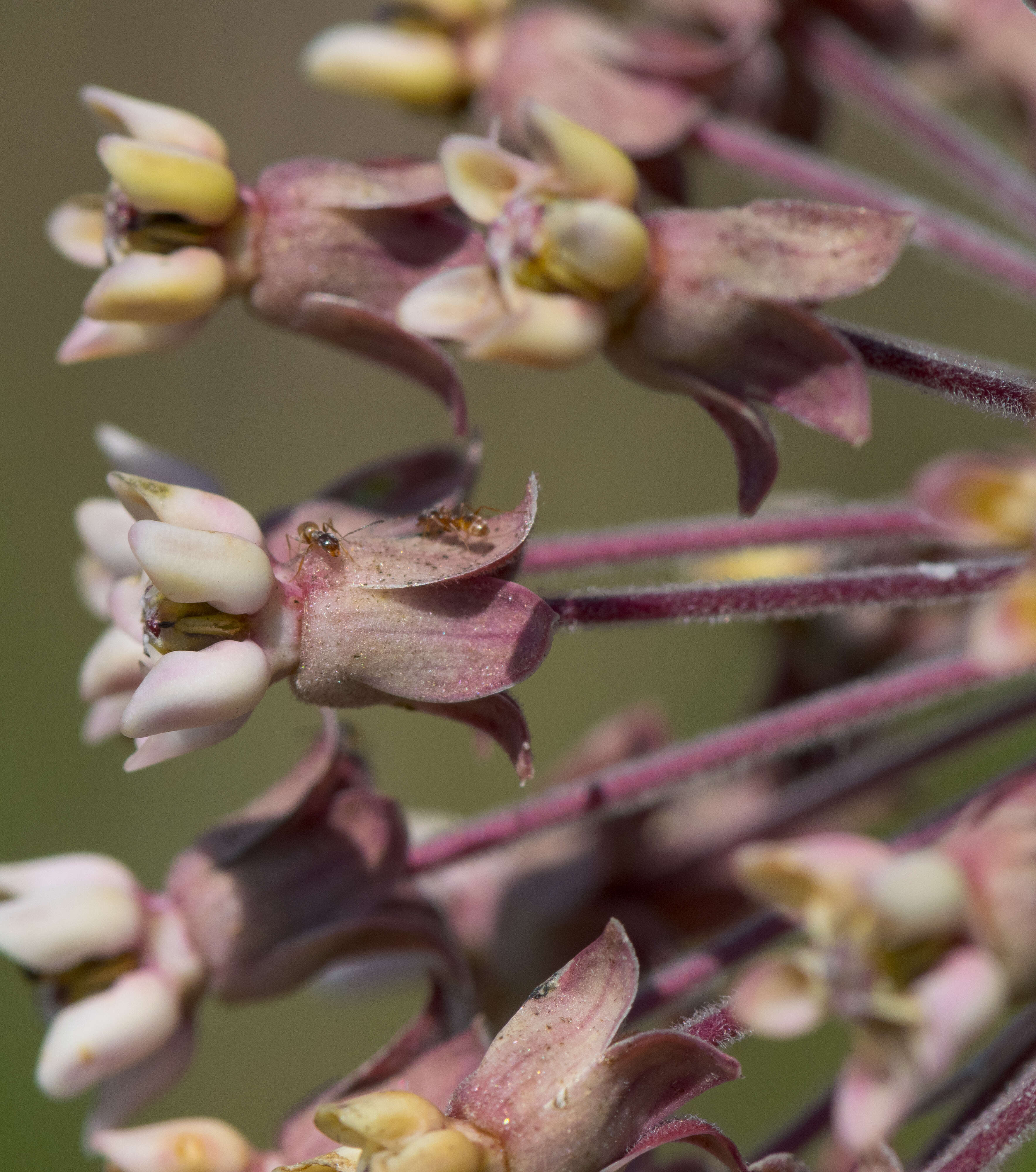 Image of common milkweed