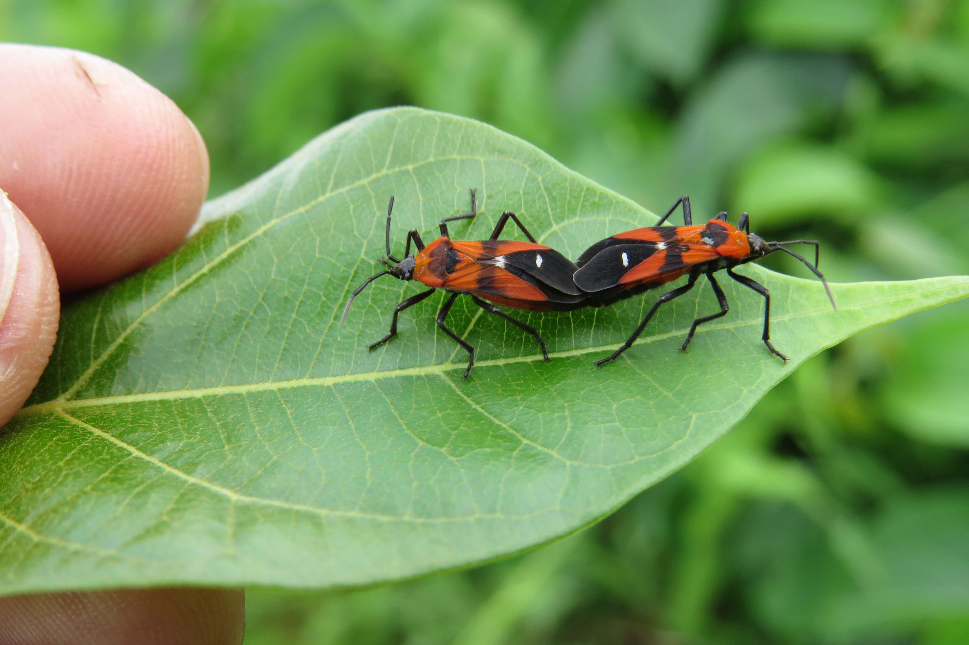 Image of Marsdenia volubilis (L. fil.) Cooke