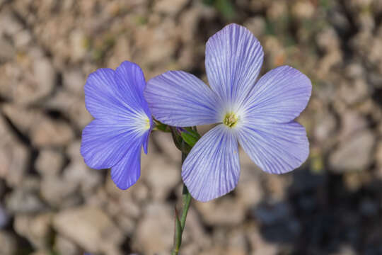 Image of Blue flax