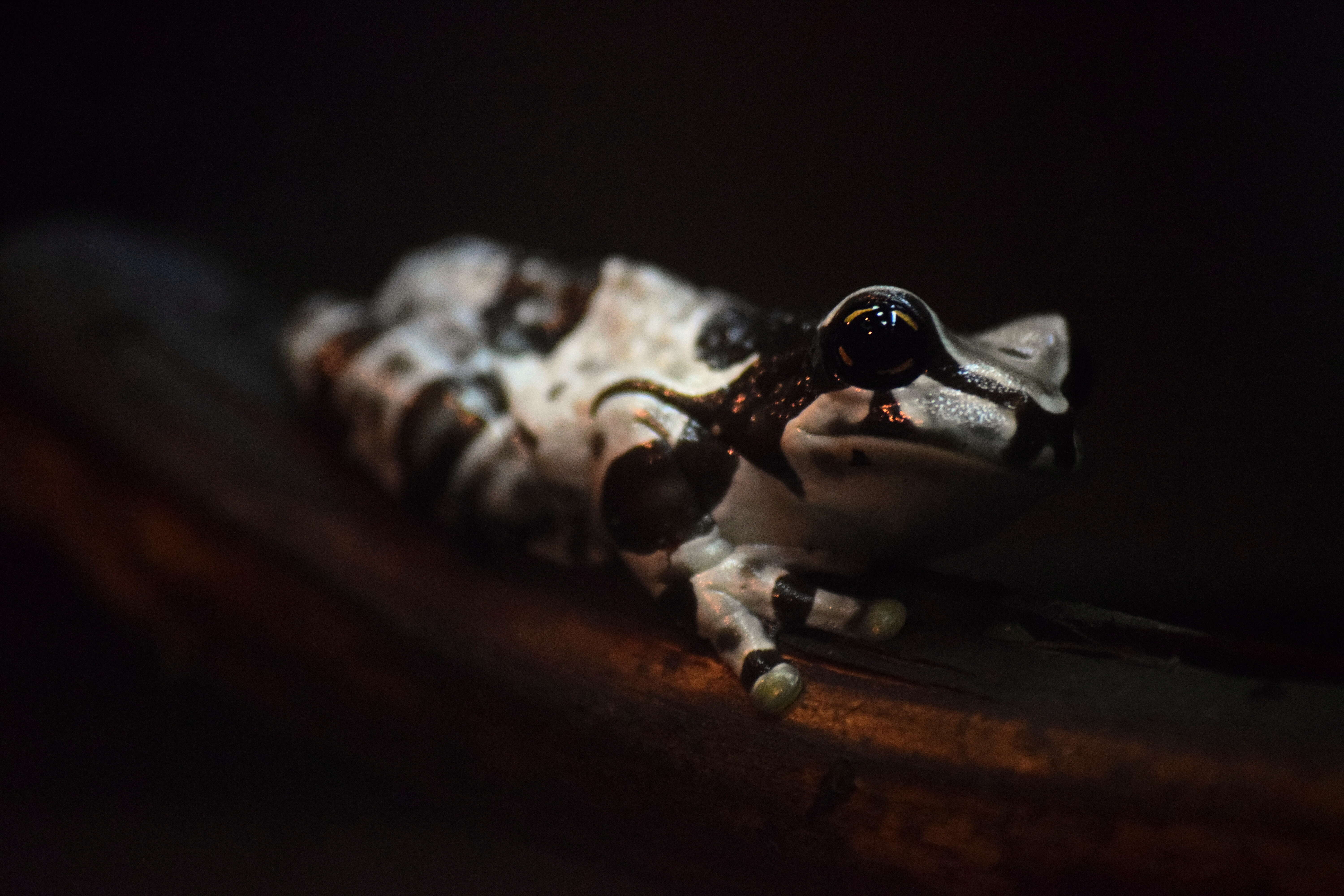 Image of Amazon Milk Frog