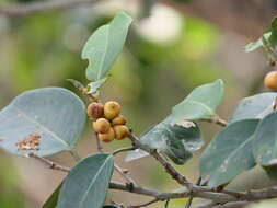 Image de Ficus microcarpa L. fil.