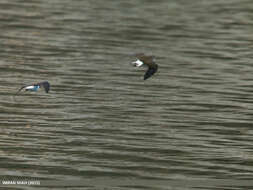 Image of Green Sandpiper