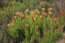 Image de Leucadendron laureolum (Lam.) Fourc.